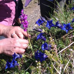 Stage Yoga , randonnée et plantes sauvages - accompte